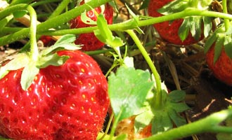 Erdbeeren