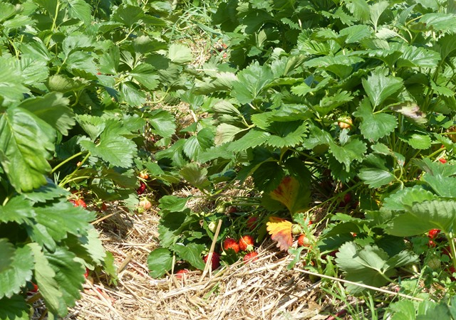 Erdbeeren in diesem Jahr sehr instabil