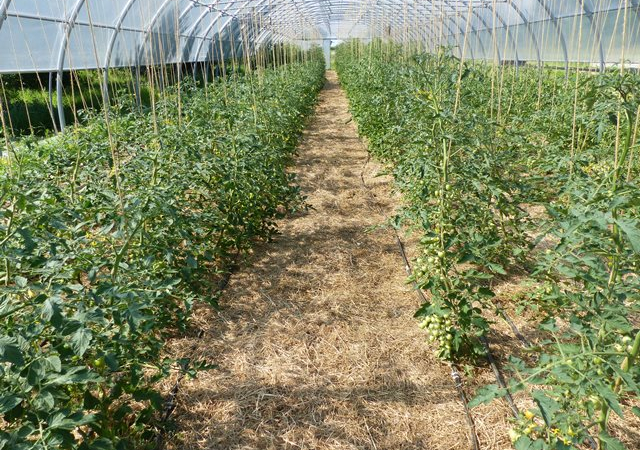 Die ersten Tomaten werden bereits rot...