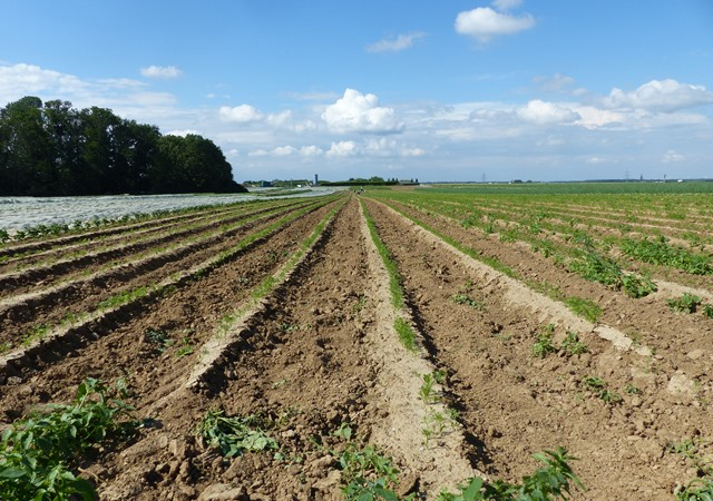 Möhren jäten bedeutet jede Menge Arbeit... filigranes Zupfen