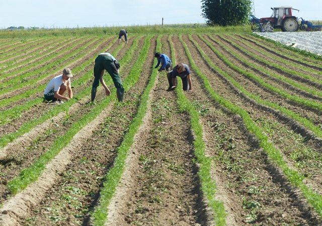 ...viele Hände beschleunigen die Arbeit
