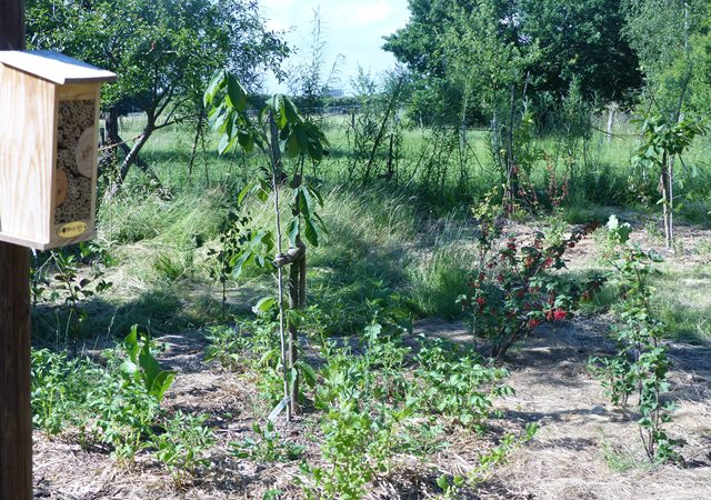 Der Waldgarten wurde in diesem Frühjahr angelegt... und langsam sieht man erste Strukturen