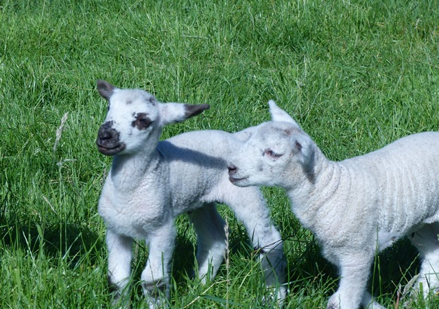 Zwei Lämmchen ergänzen nun unsere kleine Schafherde...