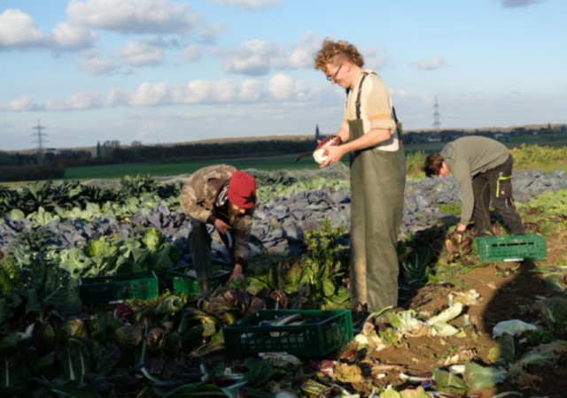Der Kohl wird schon auf dem Feld ausgeputzt.