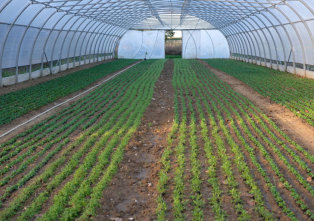 Feldsalat und Postelein gedeihen im Gewächshaus.