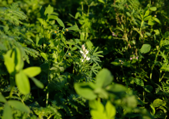 Lupinen und andere Grünpflanzen versorgen ein Feld mit neuen Nährstoffen.