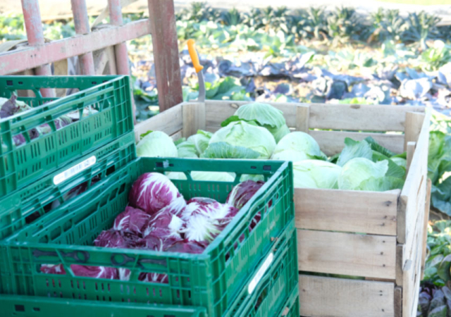 Schon auf dem Feld schön zurecht geschnitten: Kohl und Radicchio.