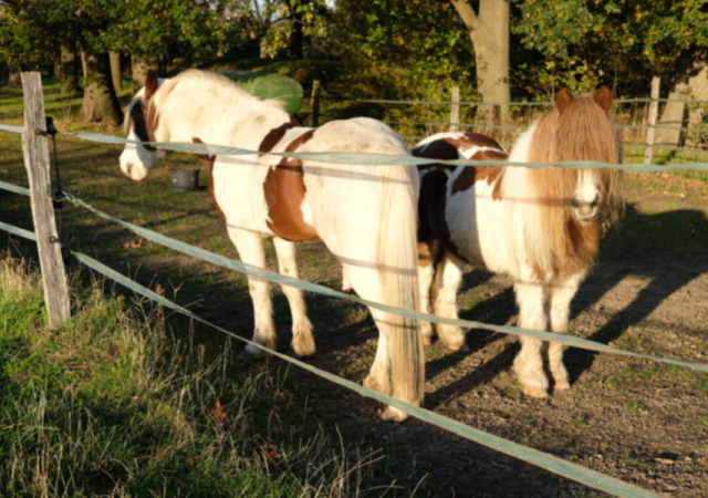 Zwei Ponys sind für die Pflege der Wiesen zuständig.