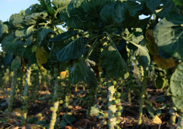Riesenpflanzen mit den kleinen Kraftknollen: der Rosenkohl.