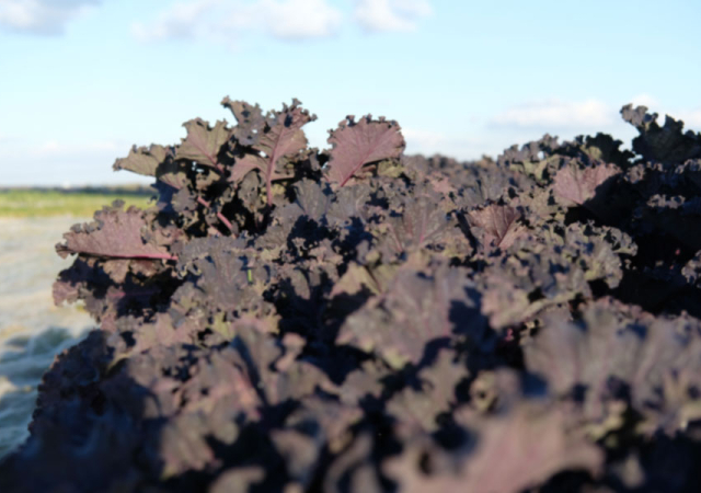 Der Schwarzkohl ist eher dunkelviolett. Man muss ihn mal auf dem Feld gesehen haben.