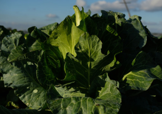Ragt steil in die Höhe: der Spitzkohl.