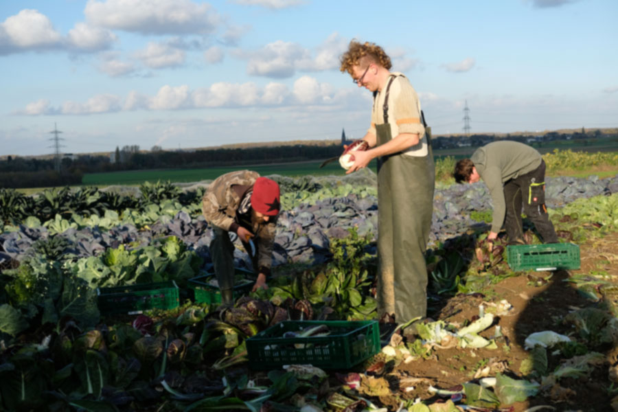 Kohlernte Der Kohl wird schon auf dem Feld ausgeputzt.