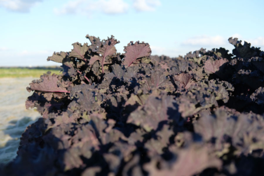 Schwarzkohl Der Schwarzkohl ist eher dunkelviolett. Man muss ihn mal auf dem Feld gesehen haben.